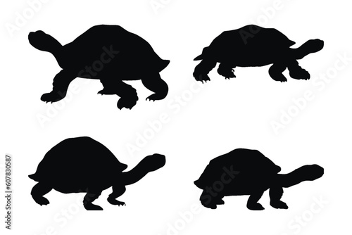 Wild tortoises standing, silhouettes on a white background. Sea creatures and tortoises walking in different positions. Turtle full body silhouette collection. Wild tortoise silhouette bundle. photo