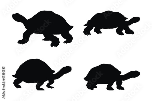 Wild tortoises standing, silhouettes on a white background. Sea creatures and tortoises walking in different positions. Turtle full body silhouette collection. Wild tortoise silhouette bundle.