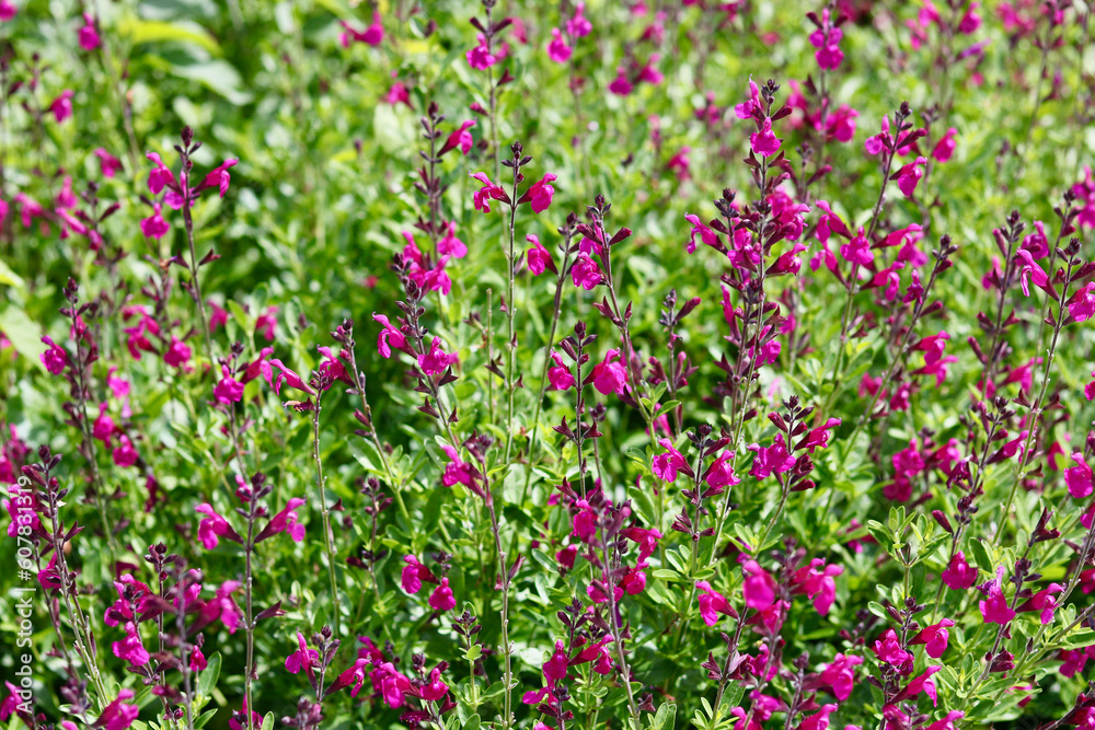 Full frame image of dark pink salvia flowers and green foliage