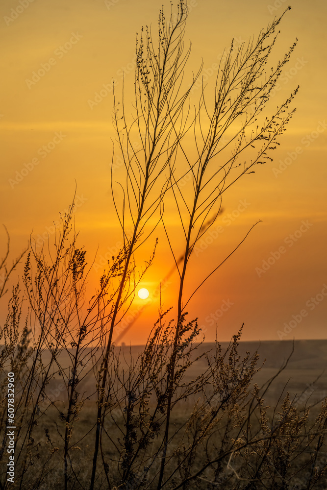 Sunset in the field with dry grass. Beautiful nature background.