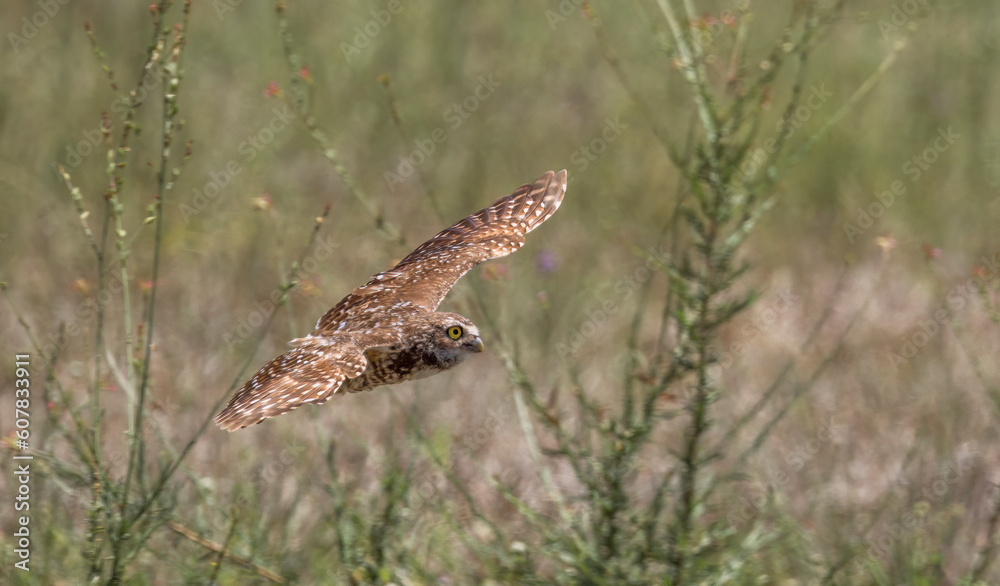 Burrowing Owl in flight in Cape Coral Florida USA Burrowing Owl in flight in Cape Coral Florida USA