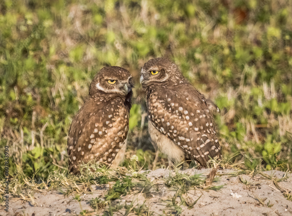 Burrowing Owls in Cape Coral Florida USA Burrowing Owls in Cape Coral Florida USA