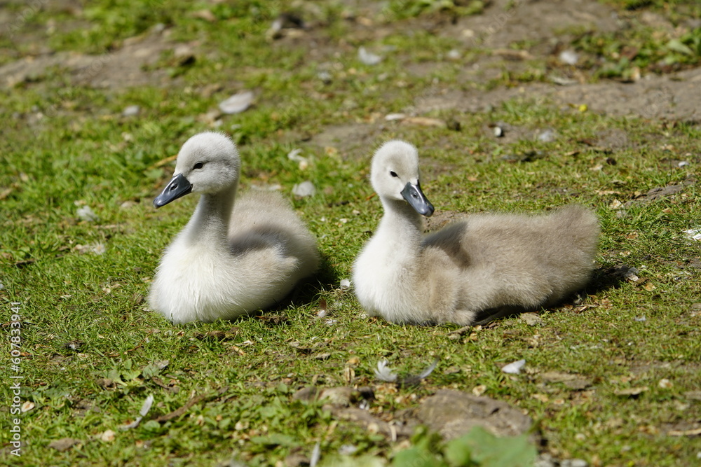 Young Mute Swans (Cygnus olor) Anatidae family. Hanover, Germany.