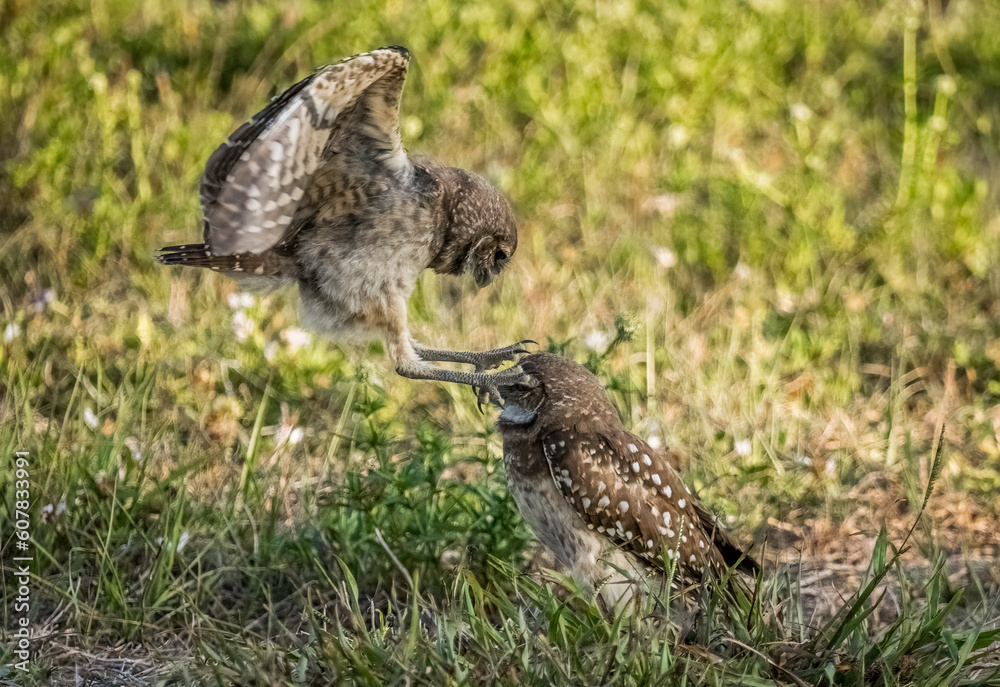 Burrowing Owls siblings rough housing in Cape Coral Florida USA Burrowing Owls siblings rough housing in Cape Coral Florida USA