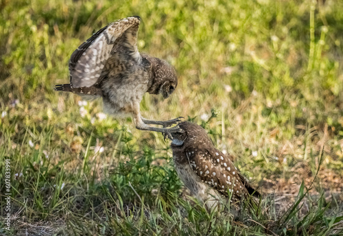 Burrowing Owls siblings rough housing in Cape Coral Florida USA
