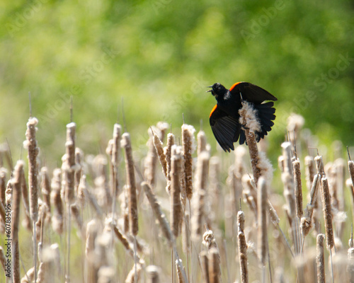 Red-winged blackbird on grass 