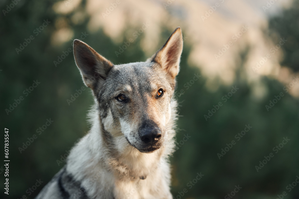 portrait of a wolf-like dog. Czechoslovak wolf. Close-up. cute pet outdoor 