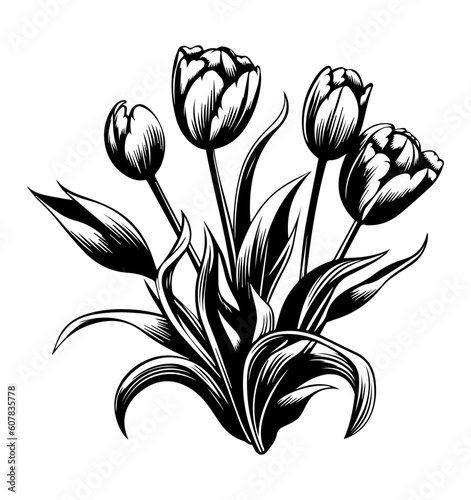  tulips isolated on white background