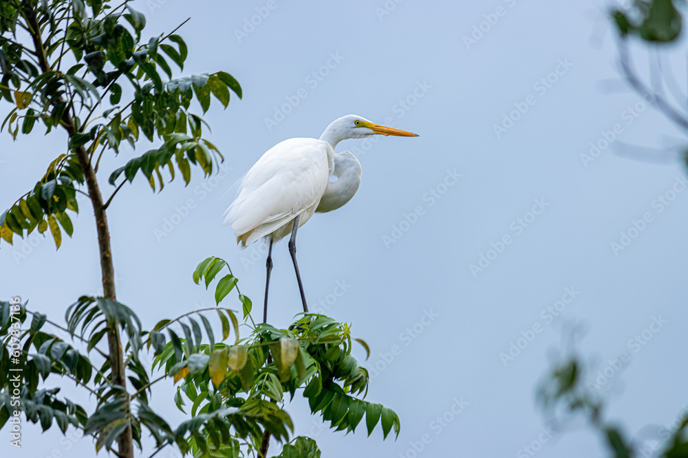 great blue heron great blue heron