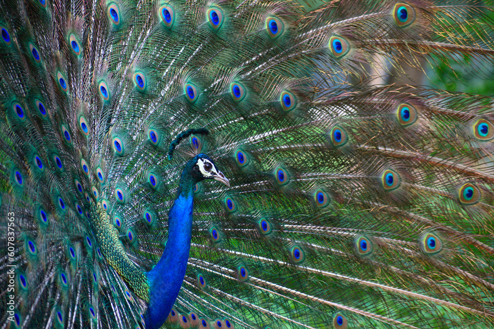 Fototapeta premium Peacock dancing with it's feathers spread wide to attract mate