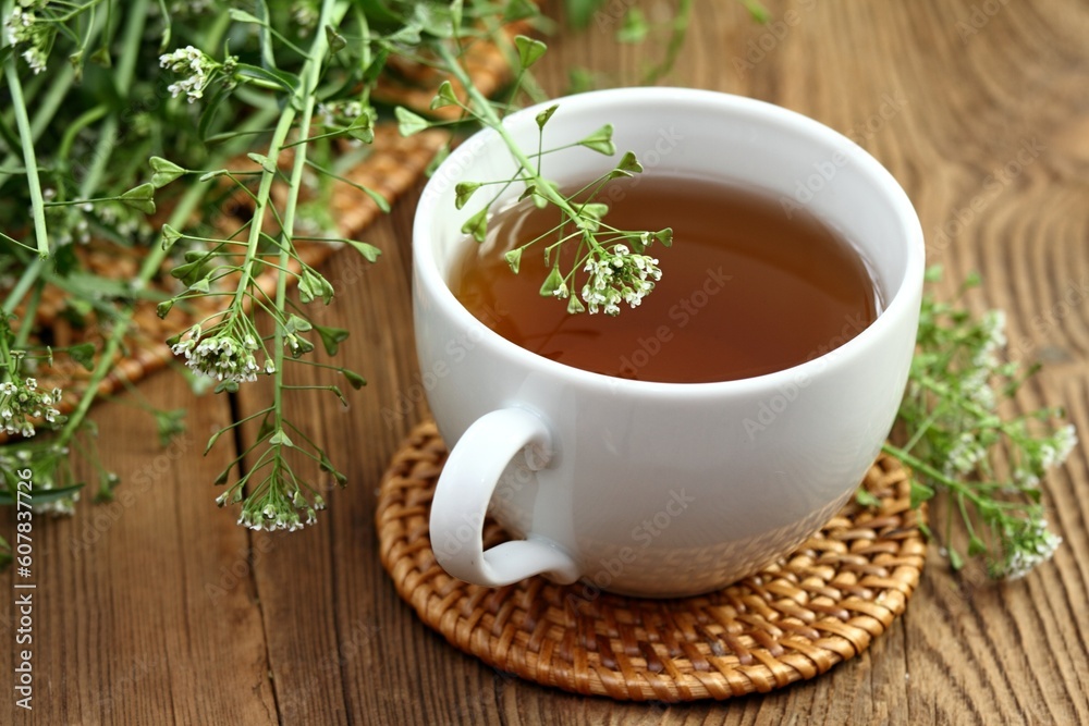 Herbal tea from herb Capsella bursa-pastoris, also known as shepherd's purse. Herbal tea used in traditional medicine, homeopathy and cosmetics. Fresh plant of shepherd's purse, wooden table. Herbal tea from herb Capsella bursa-pastoris, also known as shepherd's purse. Herbal tea used in traditional medicine, homeopathy and cosmetics. Fresh plant of shepherd's purse, wooden table.