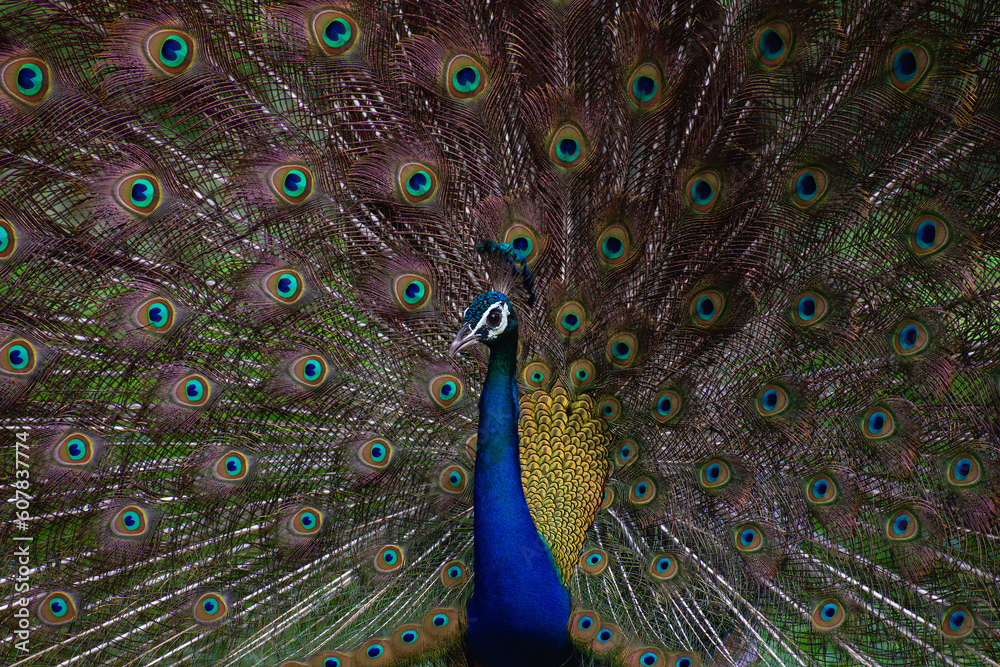 Obraz premium Peacock dancing with it's feathers spread wide to attract mate