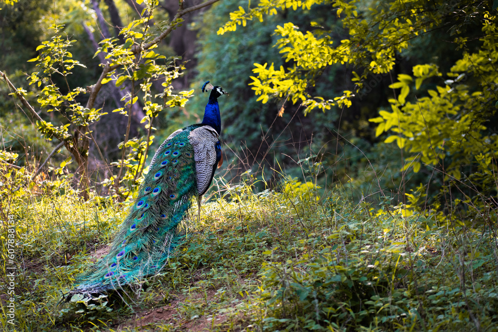Obraz premium Beautiful Peacock with it's long colorful feathers