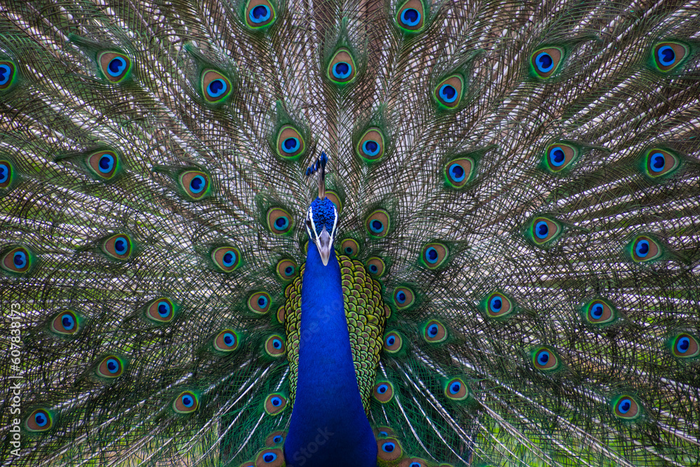 Obraz premium Peacock dancing with it's feathers spread wide to attract mate