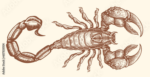 Hand drawn Scorpion with venomous sting. Animal in vintage engraving style. Sketch vector illustration