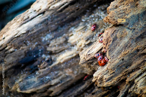 Lady Bugs on Wood