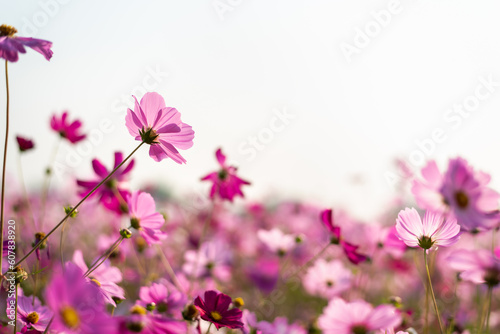 Purple cosmos flowers at cosmos field.