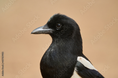 Graceful black magpie bird on blurred background photo