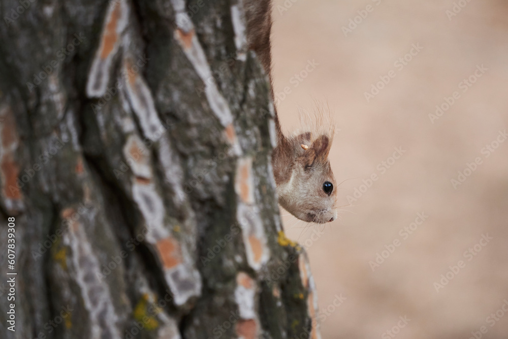 Fluffy squirrel climbing on tree trunk Fluffy squirrel climbing on tree trunk