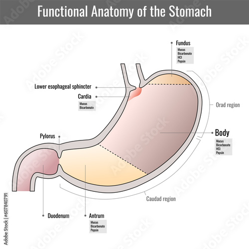 Functional anatomy of the human stomach, internal digestive organ. Parts of the stomach. Stomach wall on white background. Structure and function of Stomach Anatomy system photo