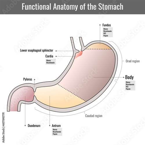 Functional anatomy of the human stomach, internal digestive organ. Parts of the stomach. Stomach wall on white background. Structure and function of Stomach Anatomy system