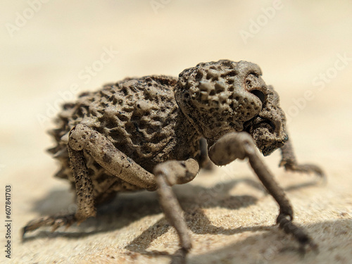 Armored weevil