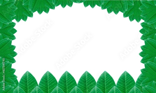 green leaves frame space for text