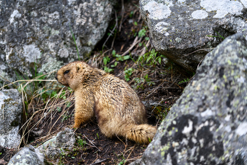 Marmot  Marmota Marmota  standing in rocks in the mountains. Groundhog in wilde nature.