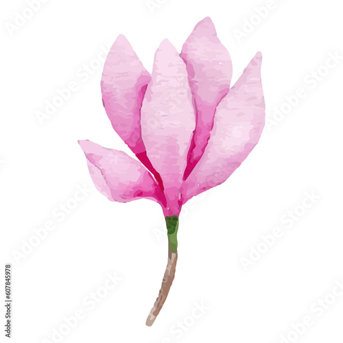 Magnolia Flower, floral Clip art Element Transparent Background