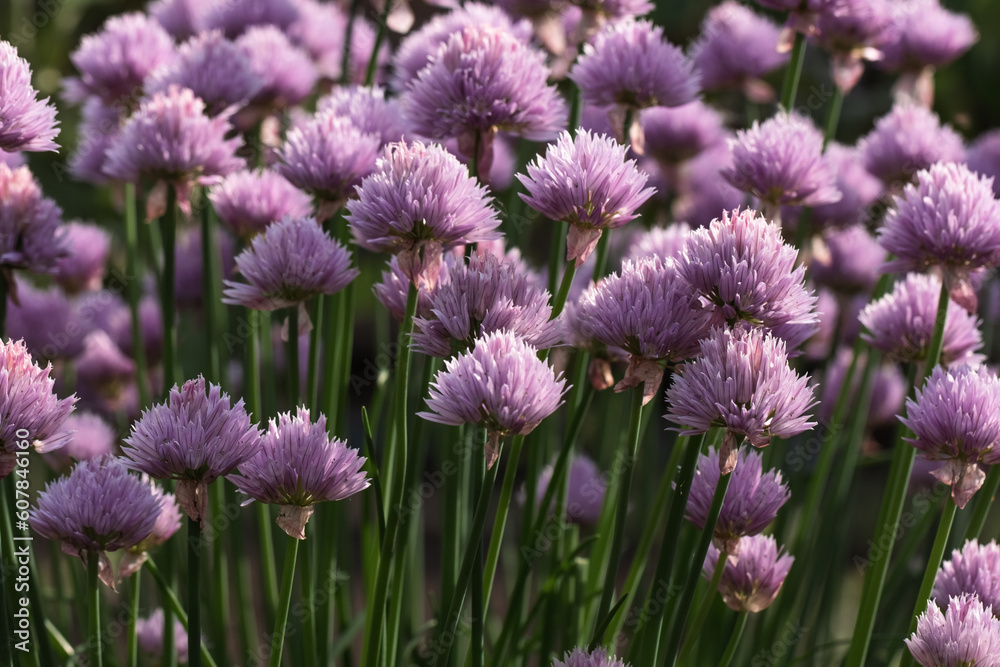 Field flowers with purple petals during sunny spring day. Violet onion flowers in the meadow. Macro shot of garlic blossom Field flowers with purple petals during sunny spring day. Violet onion flowers in the meadow. Macro shot of garlic blossom