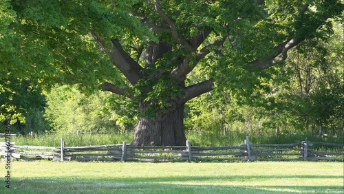 Heritage Oak Tree, also known as  Great White Oak in Bronte Creek Provincial Park in Ontario, is a landmark in the park. It is believed to be germinated in 1685 and well over 300 