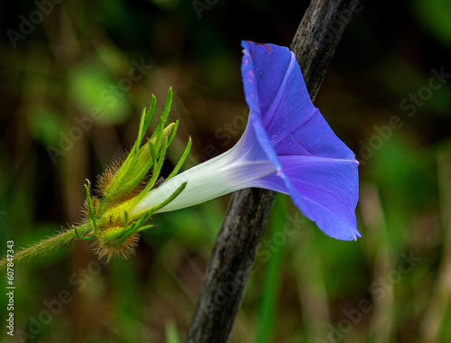 Wild Flowers of the Brazilian Hinterland