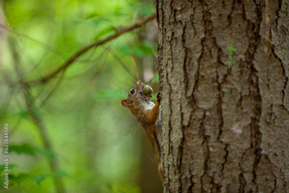 An american red squirrel carrying an acorn up a tree. An american red squirrel carrying an acorn up a tree.