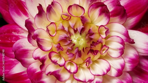 4k Time lapse footage of blooming Red and white Flower. Beautiful Dalia opening up. Timelapse of growing blossom big flower close up top view, zoom out effect.