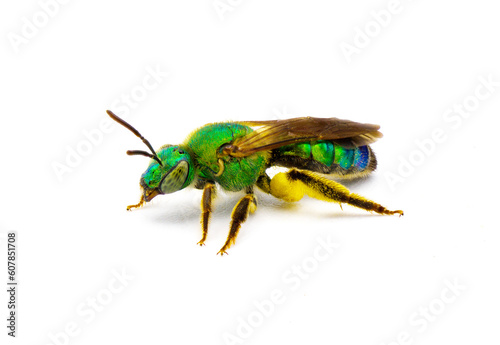 Agapostemon splendens - brown winged striped metallic green sweat bee - species in the family Halictidae isolated on white background. Green shiny iridescence with yellow pollen.  Side profile view © Chase D’Animulls