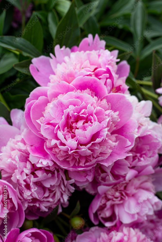 Pink Peony