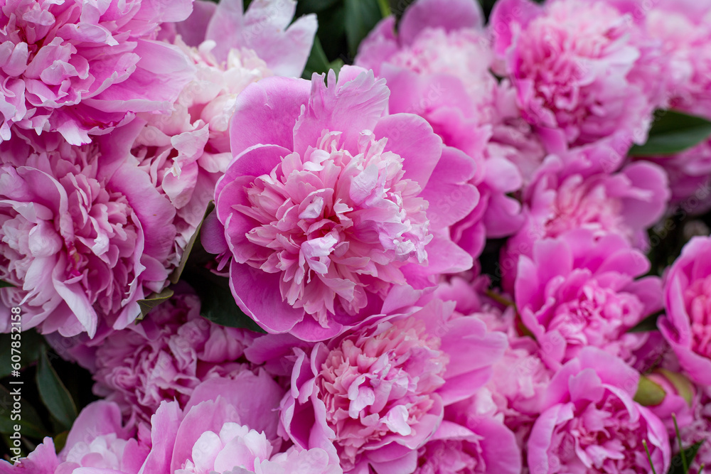 Pink Peony