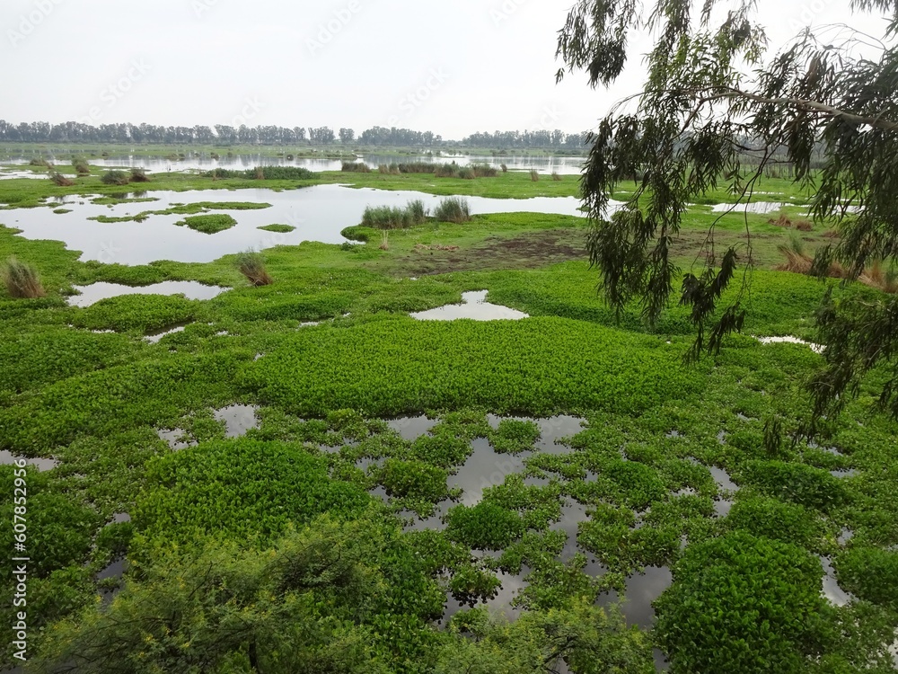 pond covered with vegetation in rural area 