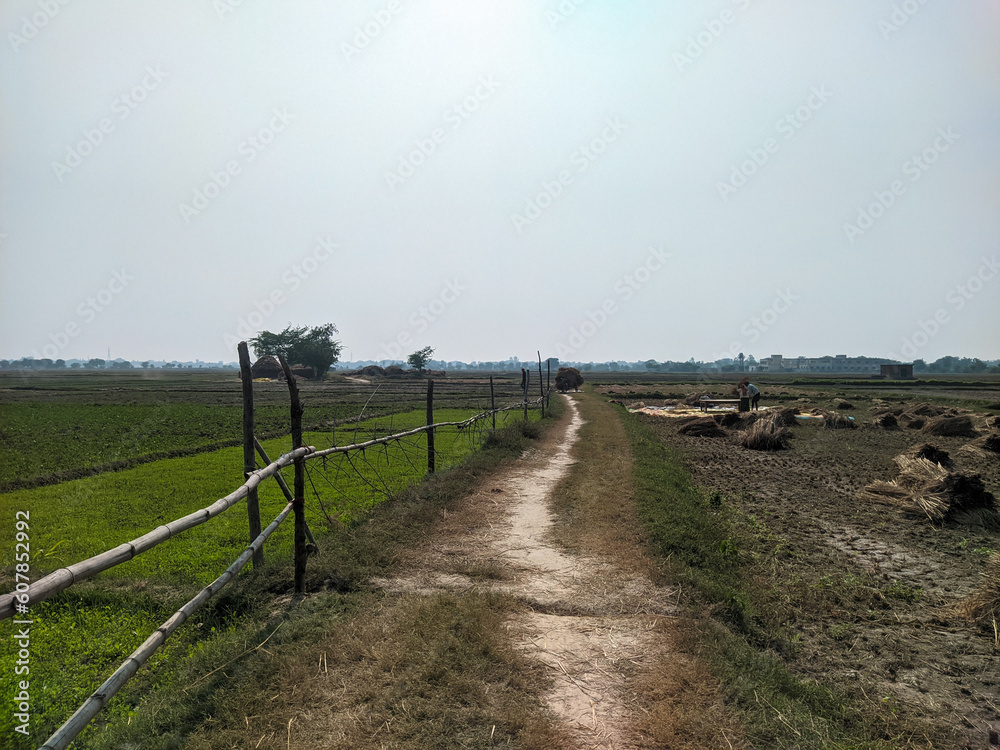 path in the field