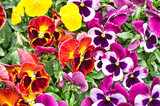 Closeup of colorful pansy flower