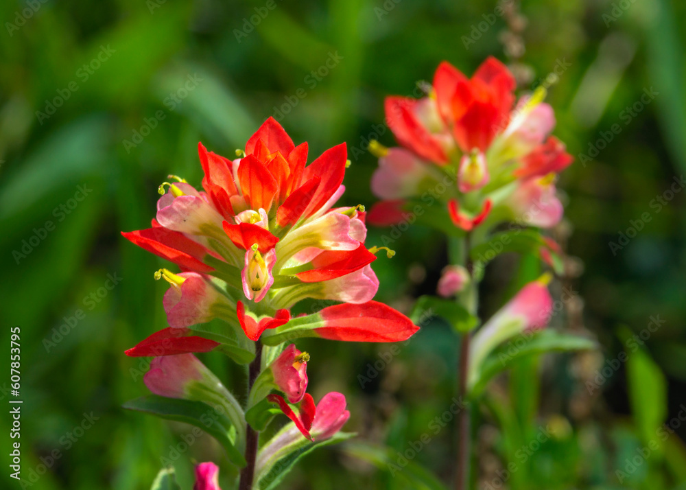 Texas Paintbrush in Fort Bend County, Texas