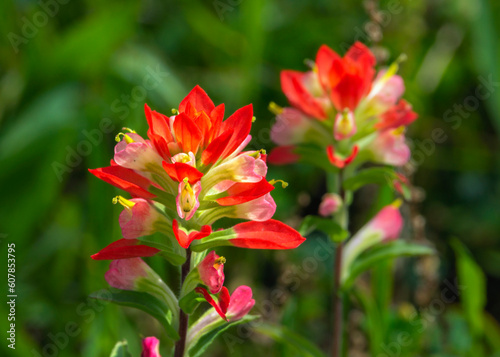 Texas Paintbrush in Fort Bend County, Texas