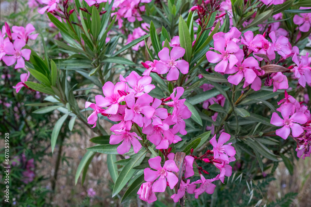 Nerium oleander: oleander Bush blooms in the garden in summer Nerium oleander: oleander Bush blooms in the garden in summer