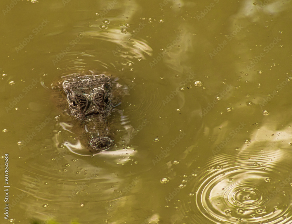 Little caiman Little caiman
