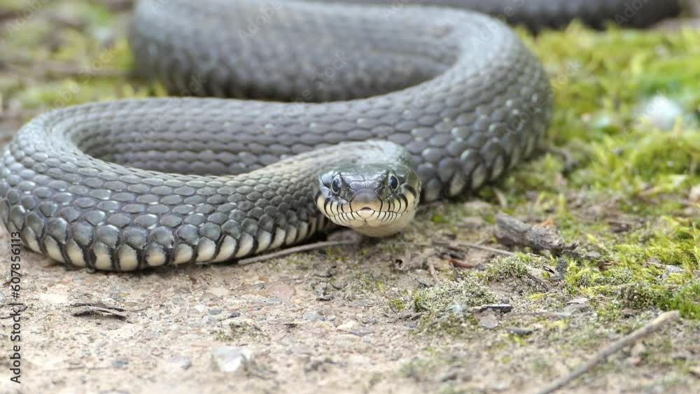 Snake close-up in its natural habitat. High quality 4k footage Snake close-up in its natural habitat. High quality 4k footage