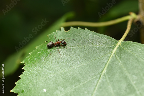 Lonely brown ant on a leaf.