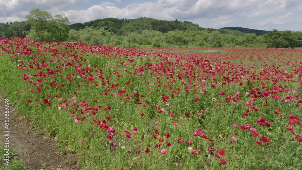 ポピー畑 Poppy flower field ポピー畑 Poppy flower field