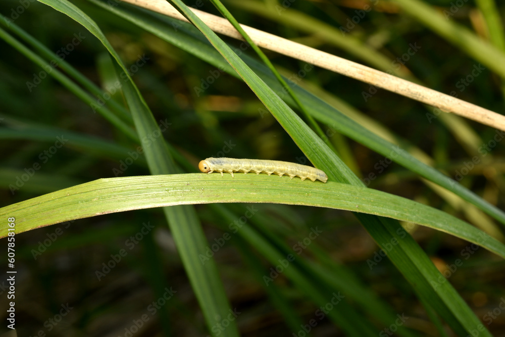 A light-colored caterpillar without hair crawls along a leaf.