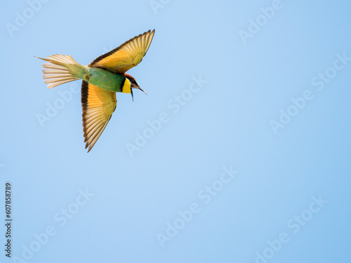 Bee Eater flying against blue sky