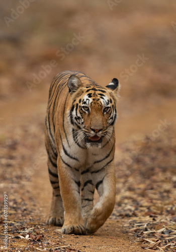 Tiger on walk at Tadoba Andhari Tiger Reserve, India